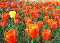 朝阳金盏郁金香花园天气 朝阳金盏郁金香花园天气